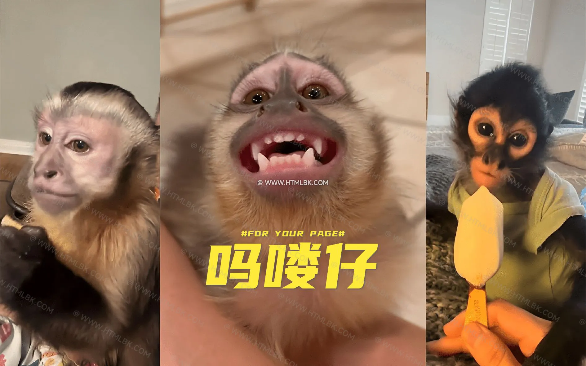吗喽是什么梗